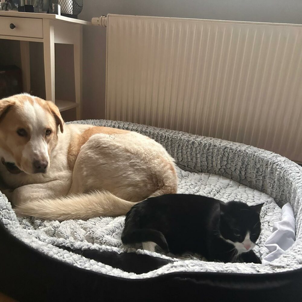 Pünktchen