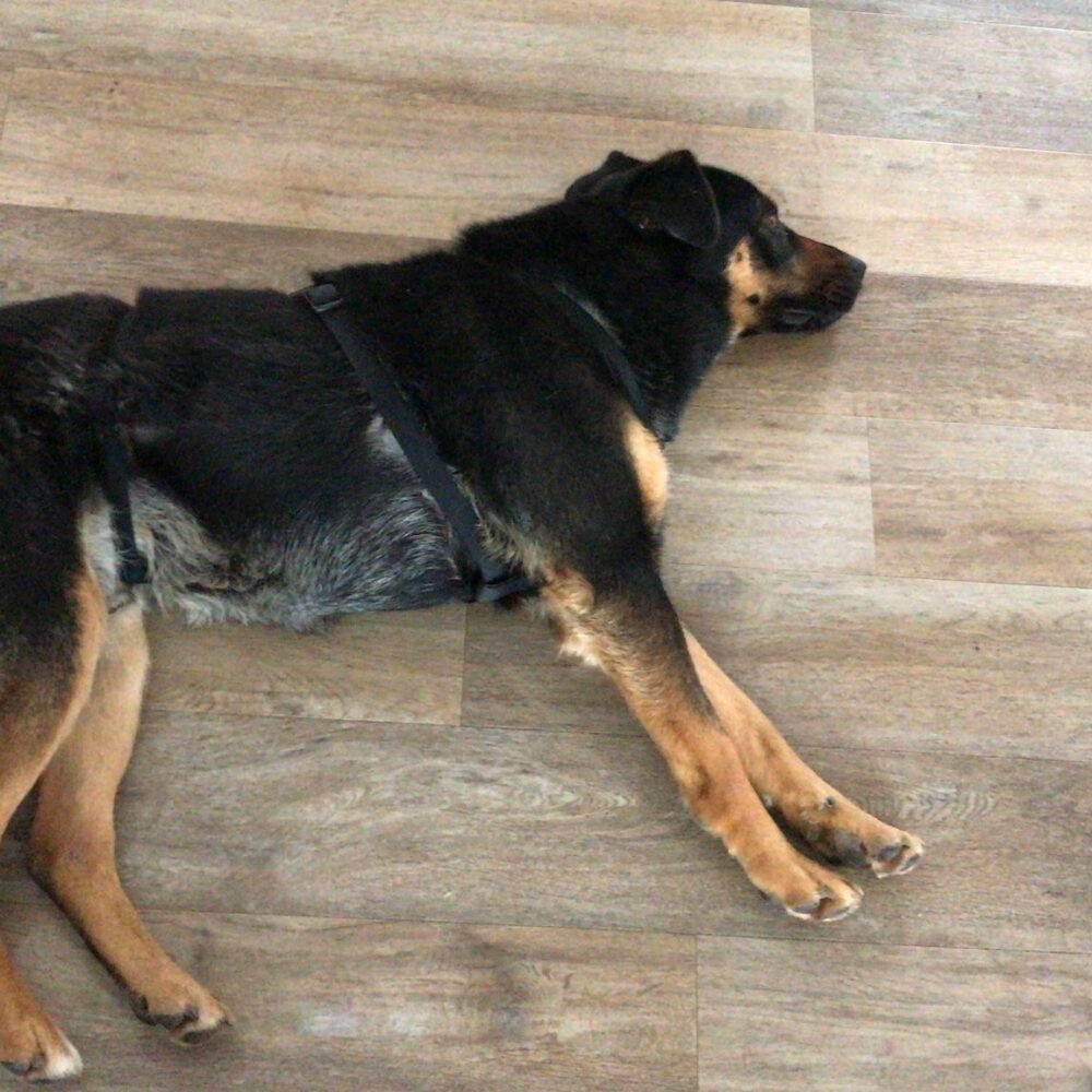 Cosmo