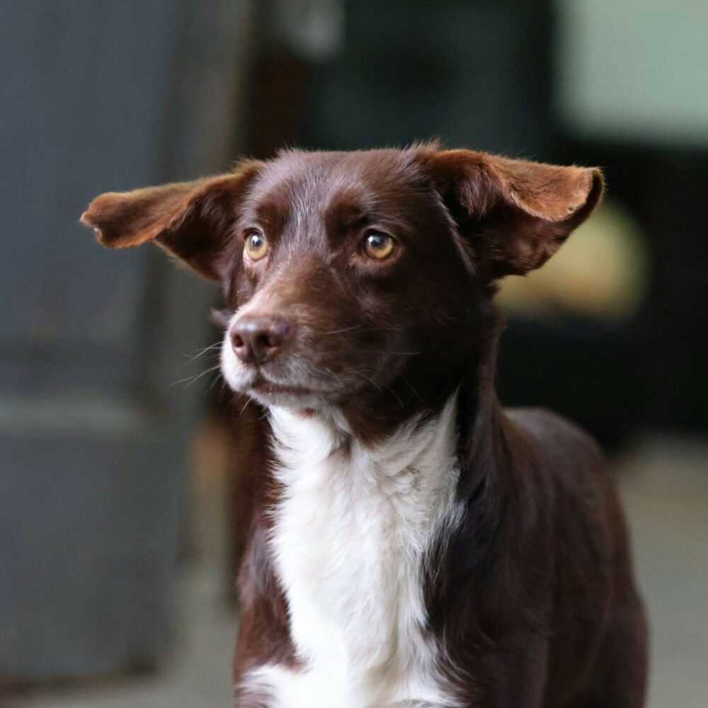 Brownie