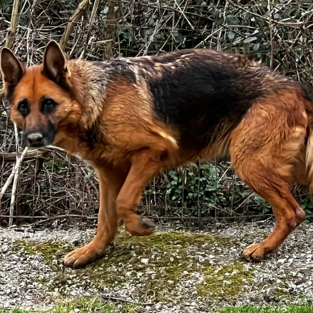 Arya