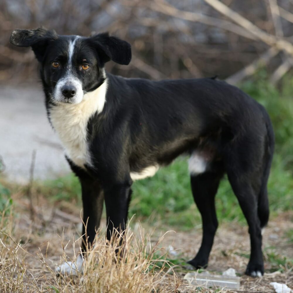 Calimero