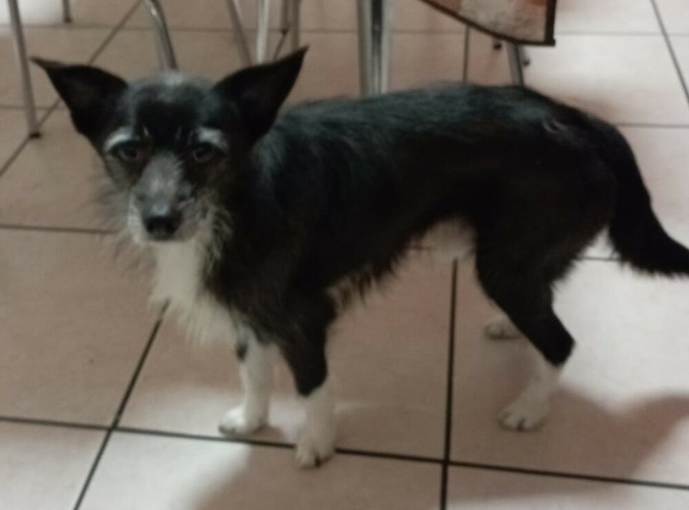 Filou