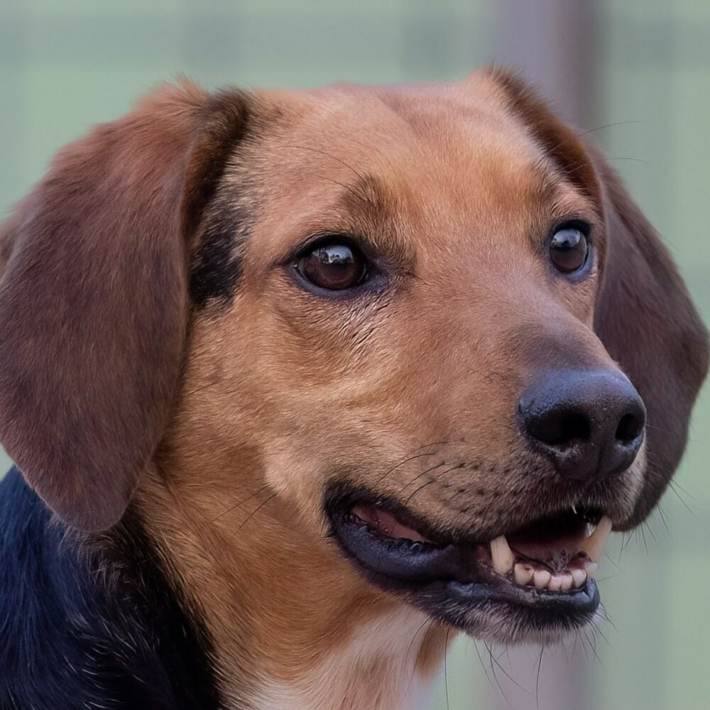 Seggi