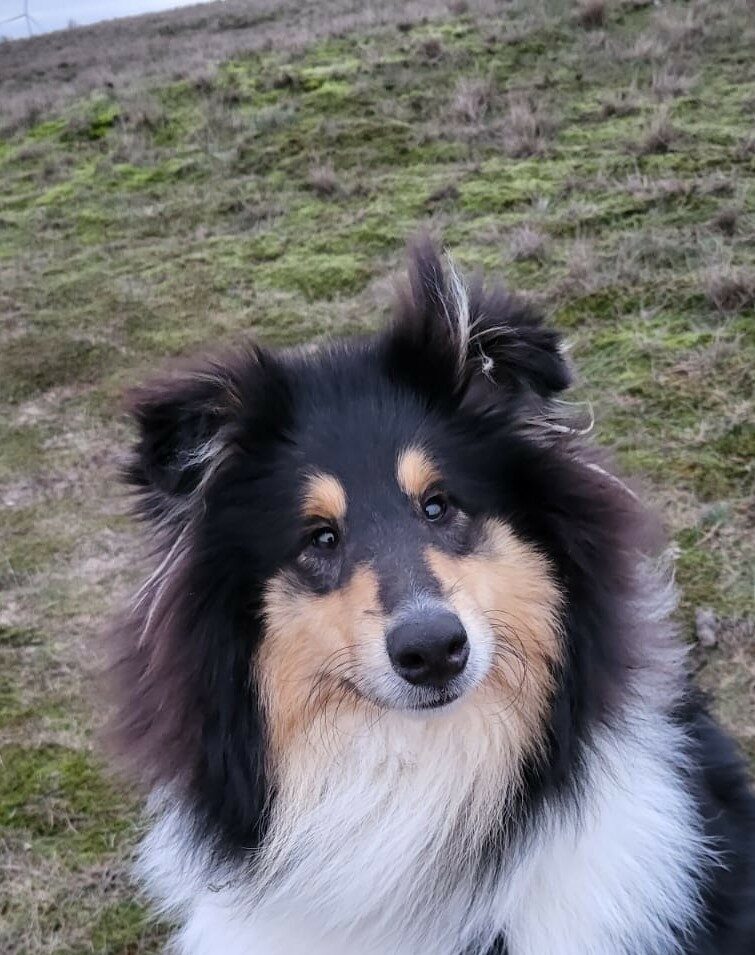 Gino