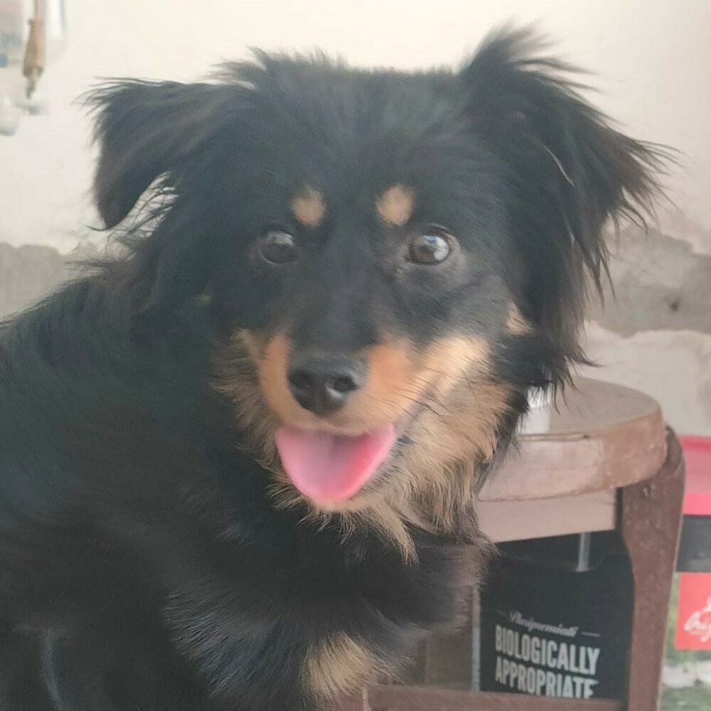 Enzo