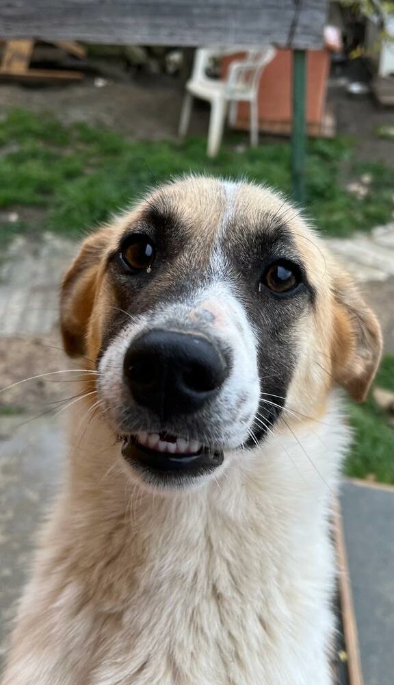 Max