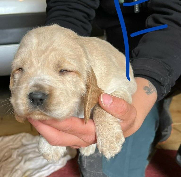 Merle
