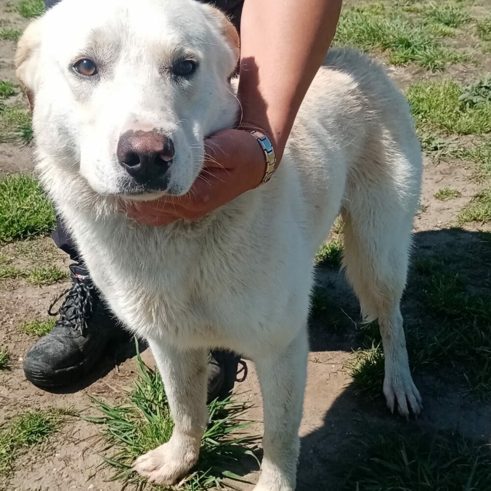 Orso (Dylan)