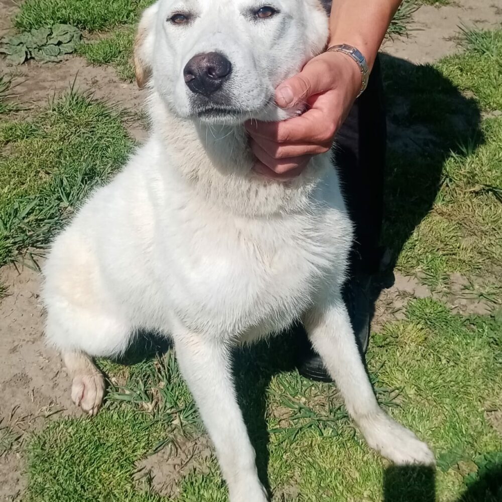 Ottavio (Zargo)