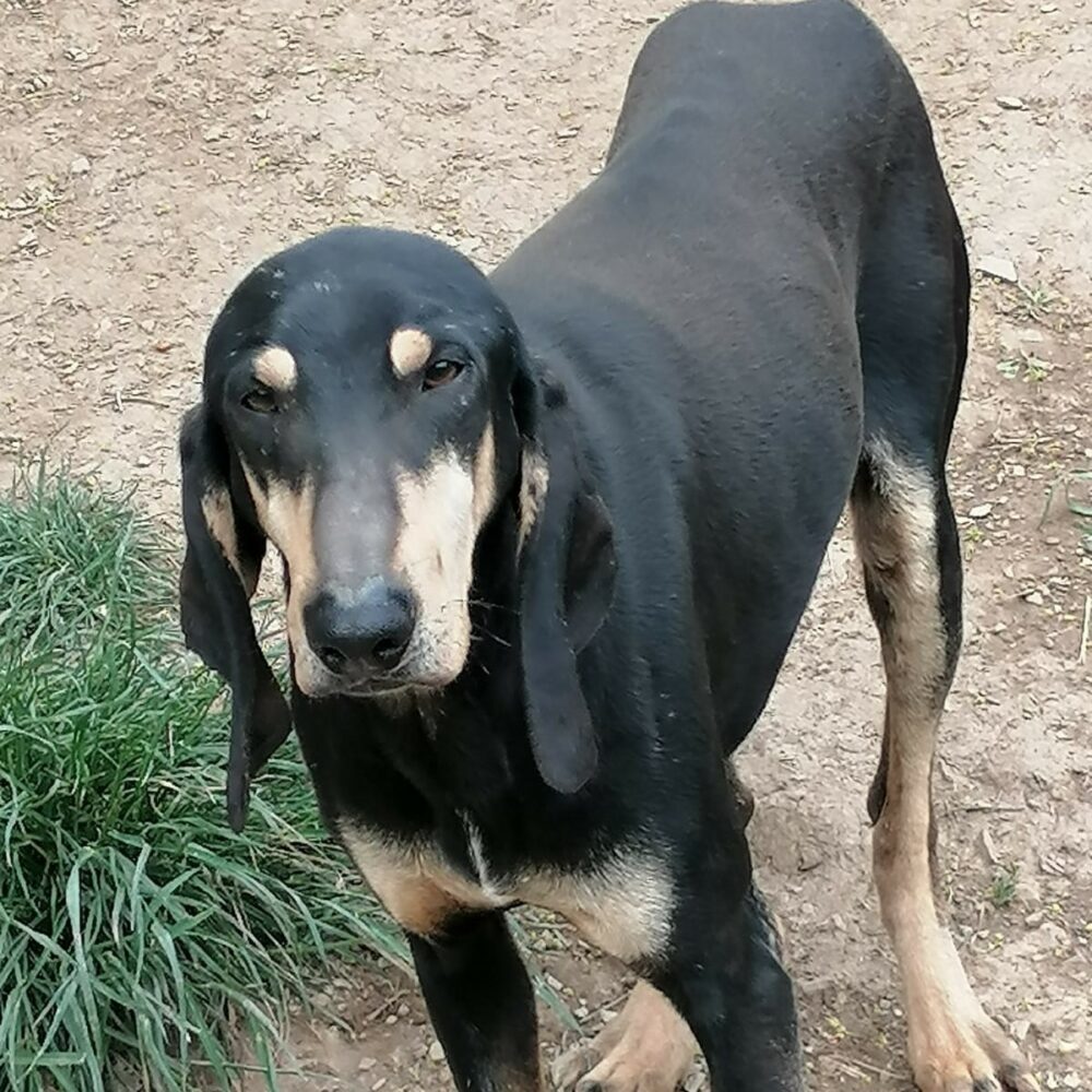 Ettore