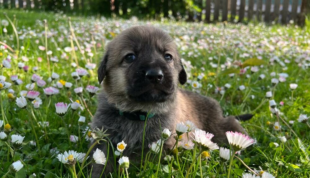 Luca