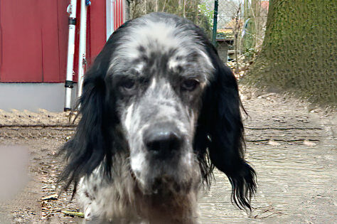 Lapo