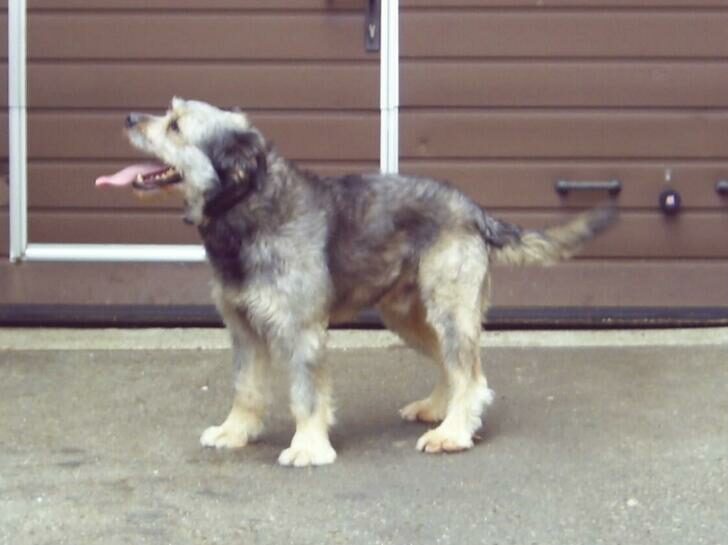 Fritz