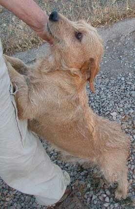 Spillo