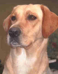 Labrador