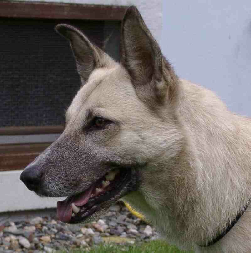 Maya