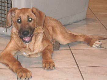 Ombra