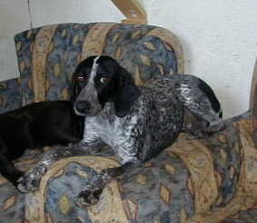 Clementina
