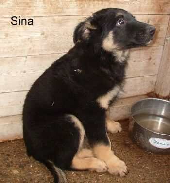 Sina und Rex