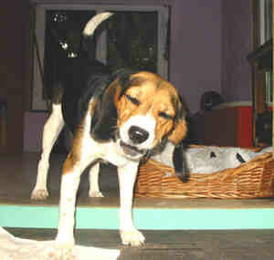 Anke