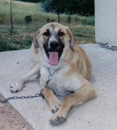 Garibaldi