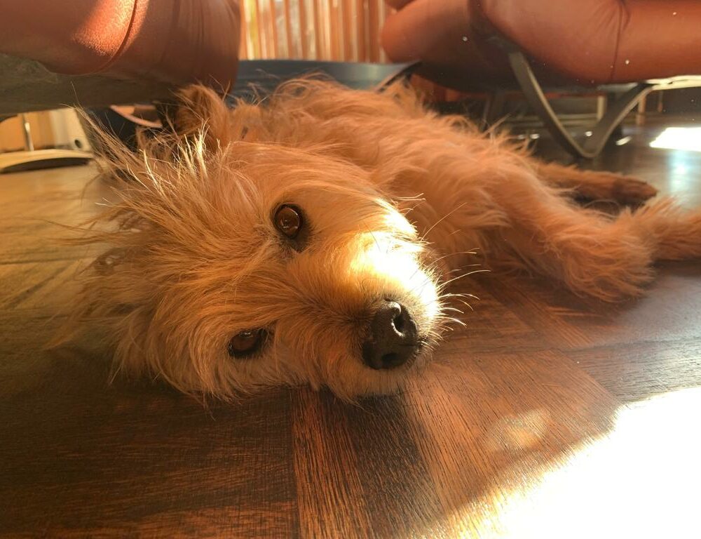 Spillo