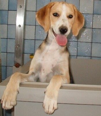Bacco B
