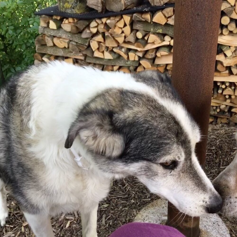 Fay
