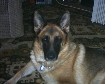 Amy