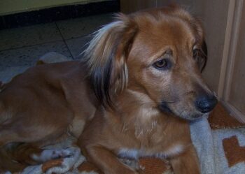 Balu