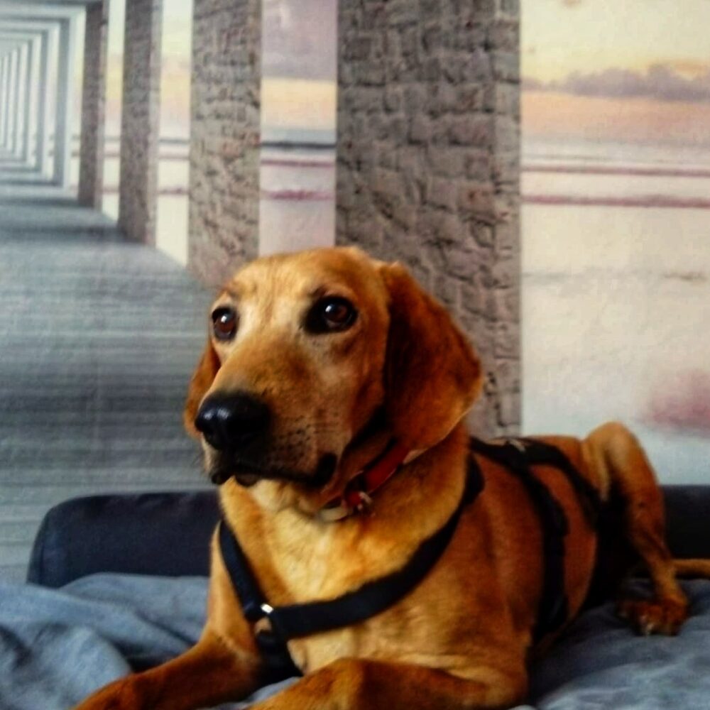 Oscar