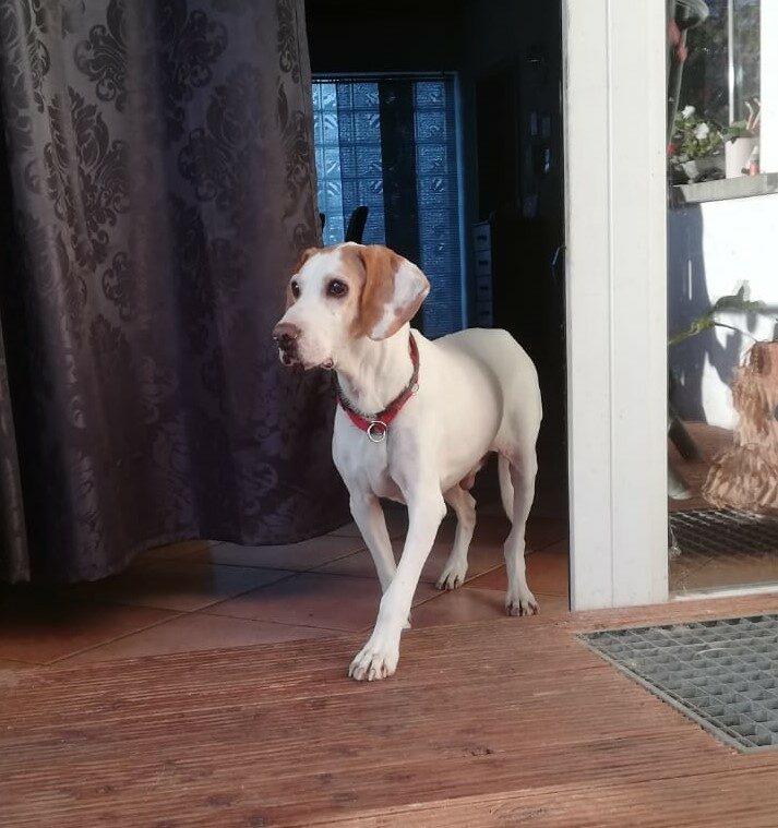Gianni