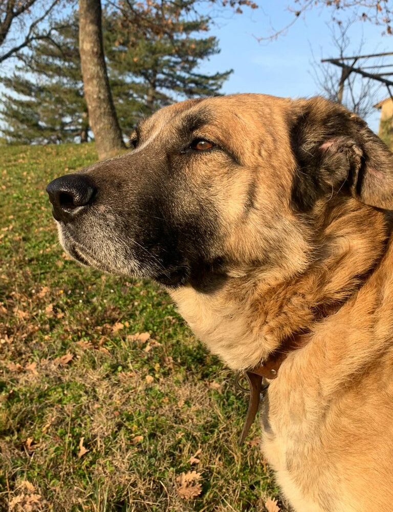 Timo