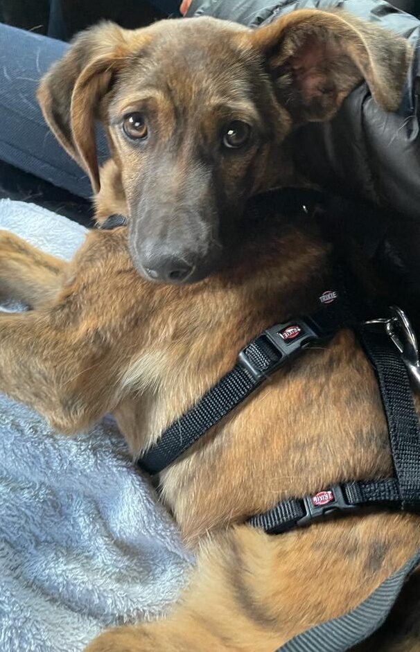Maja