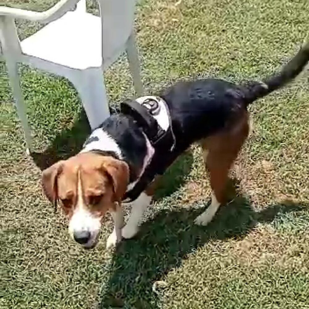 Snoopy