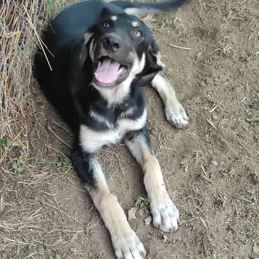 Ettore