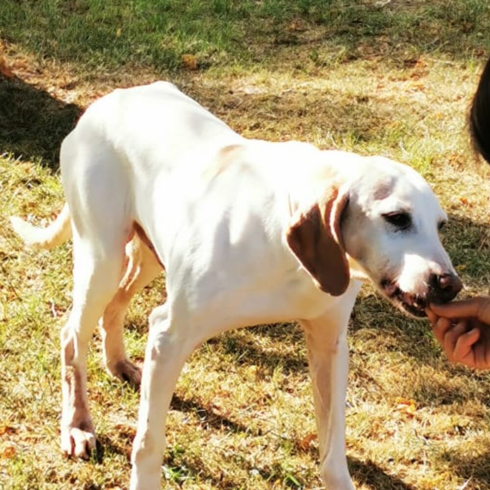 Kimbo