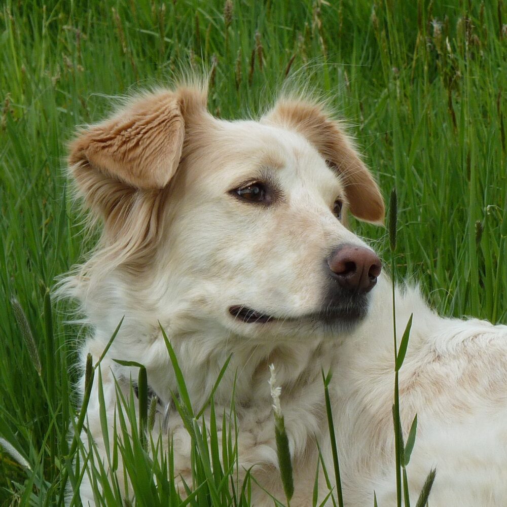 Lella