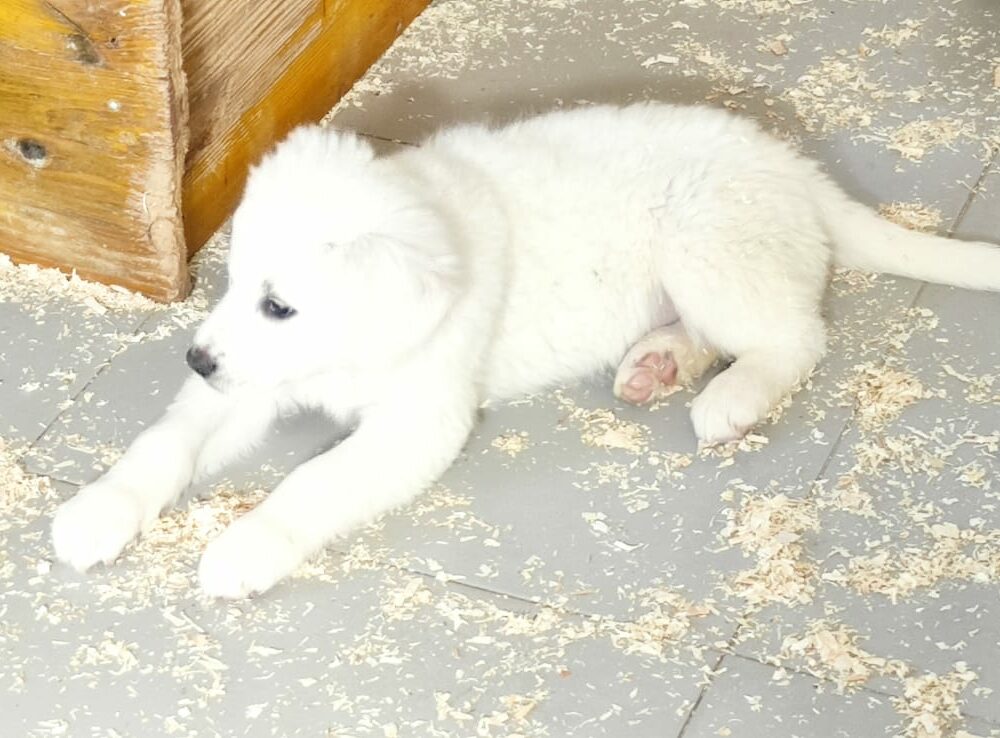 Arctica