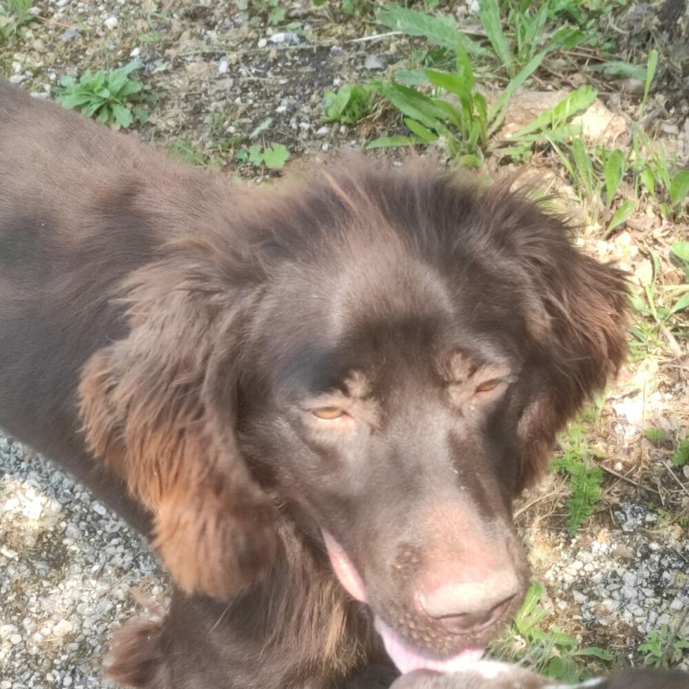 Lola