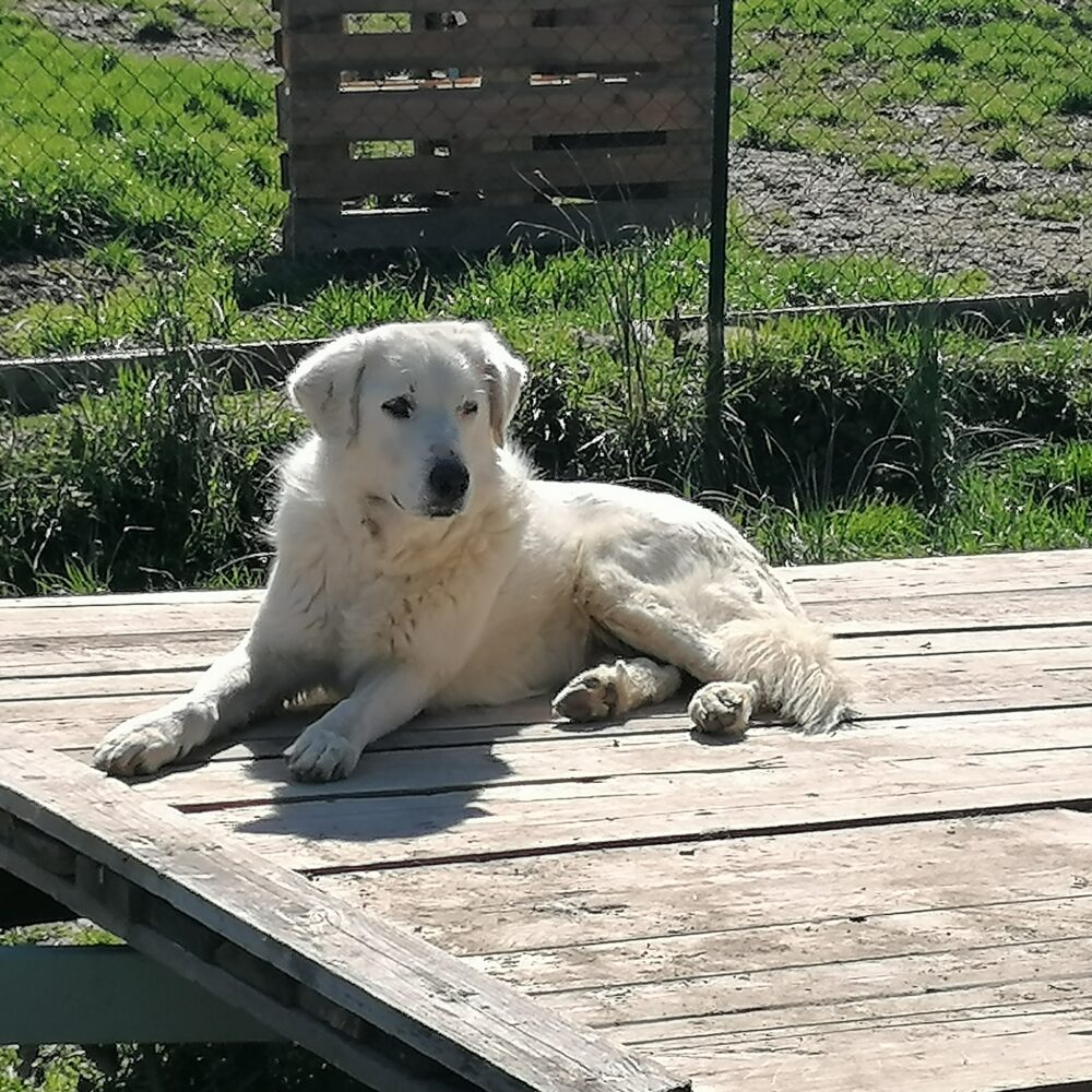 Claretta