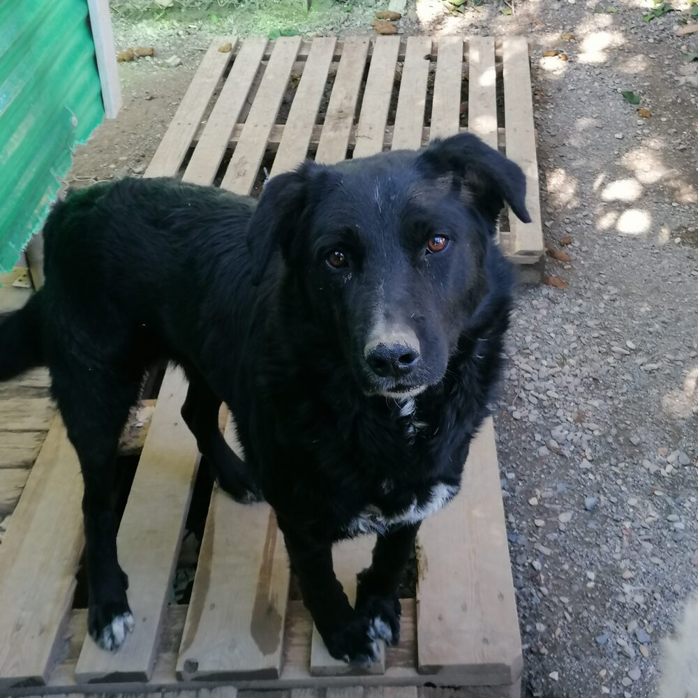 Pippo