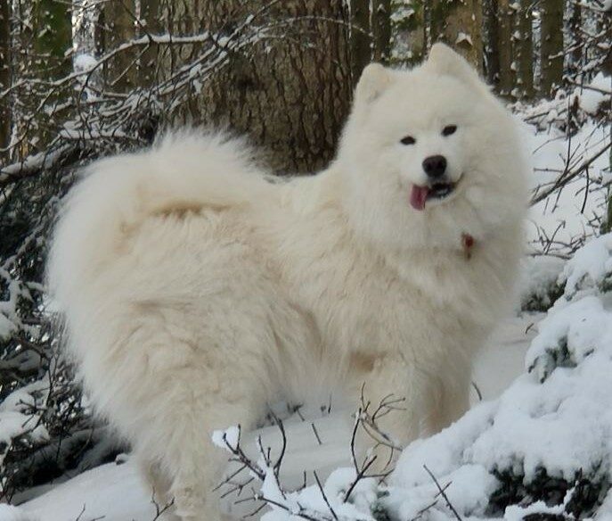 Bohème