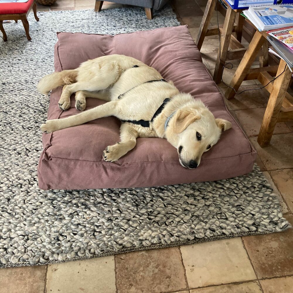 Lucy