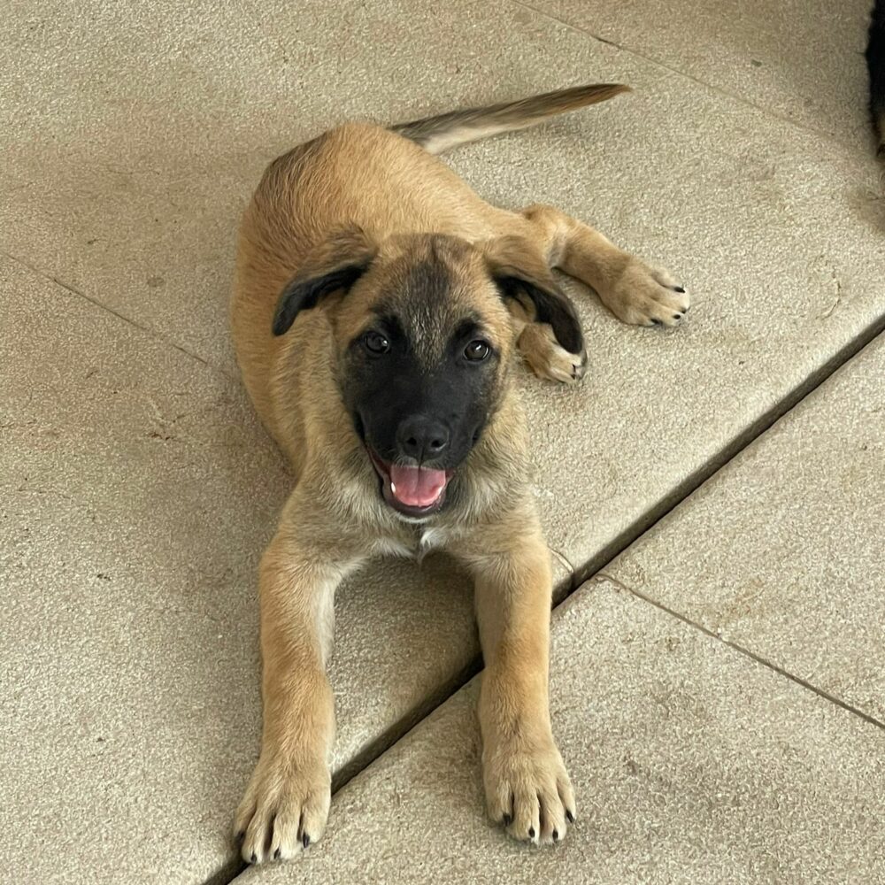 Manja