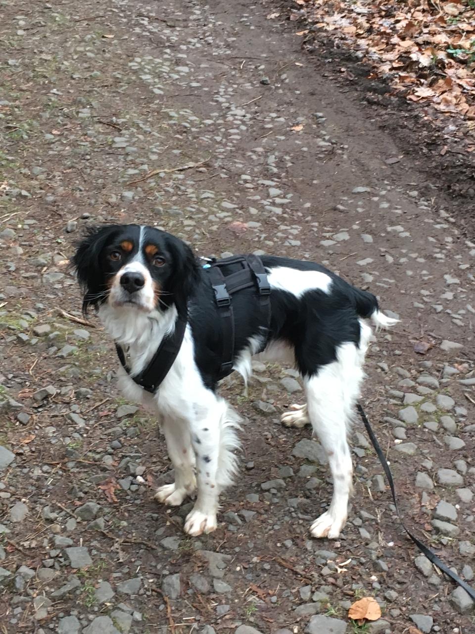Toby