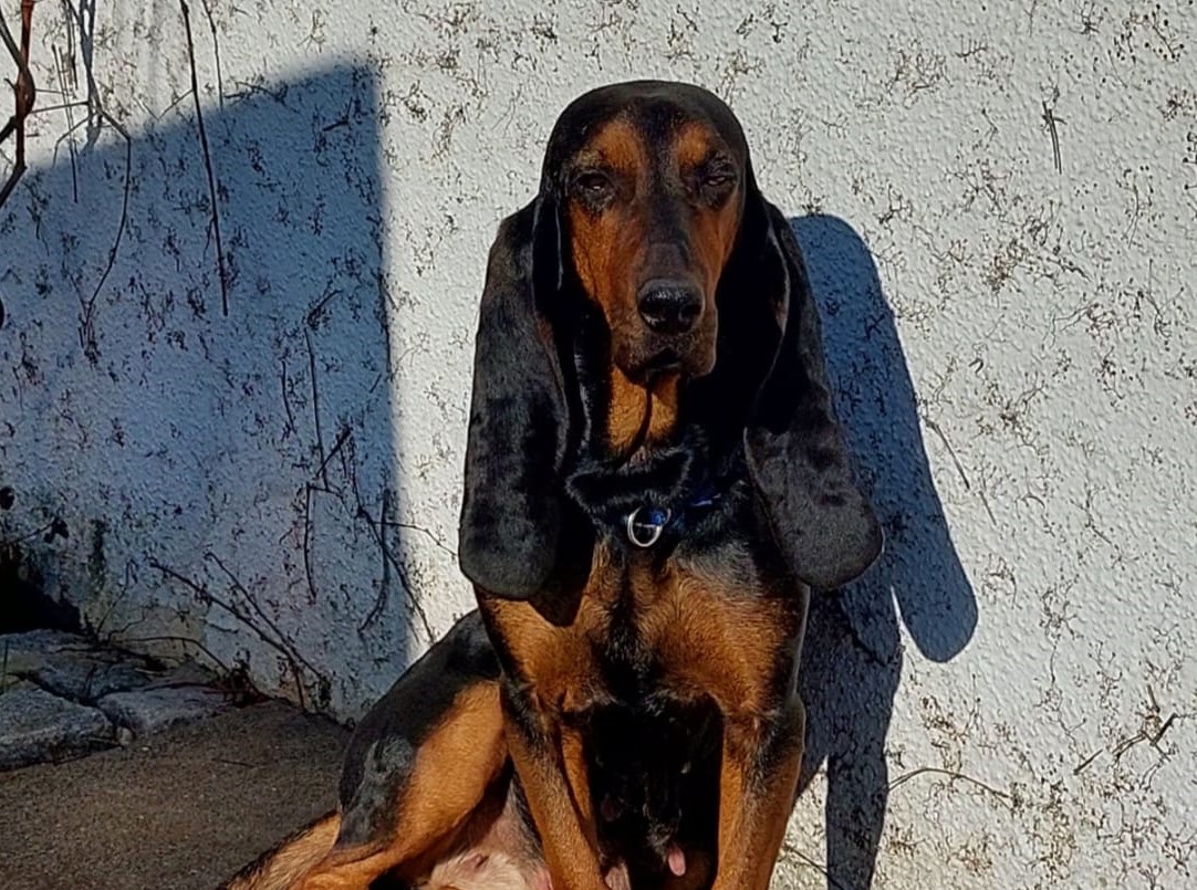 Zerina